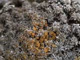 Caloplaca cerina var. muscorum-3.jpg